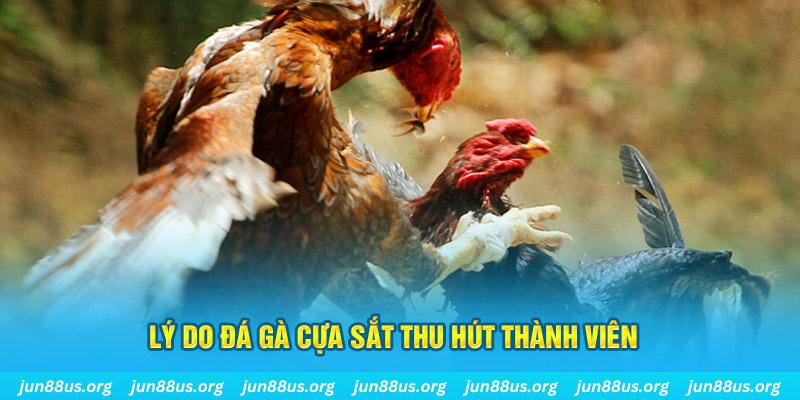 qh88 app đá gà thomo hôm nay